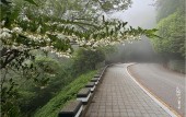 때죽나무